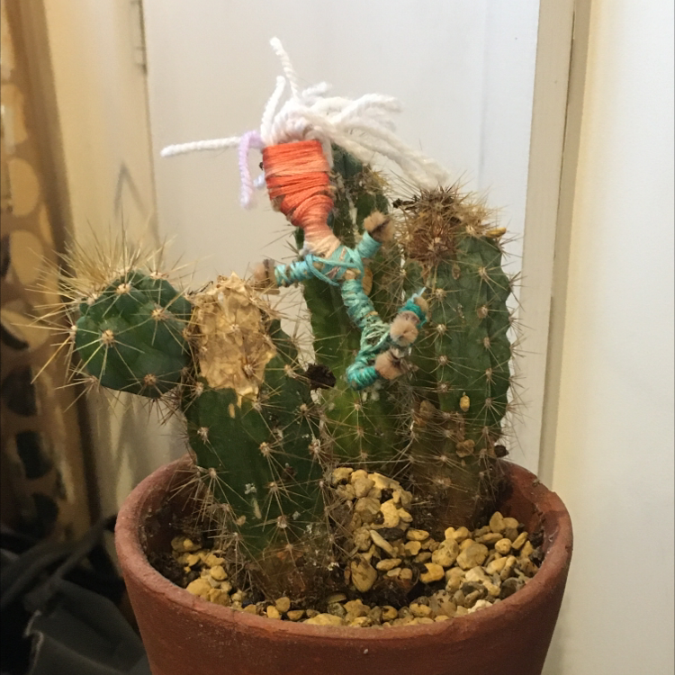 Kingcup Cactus in a pot with some browning and a decorative item attached.