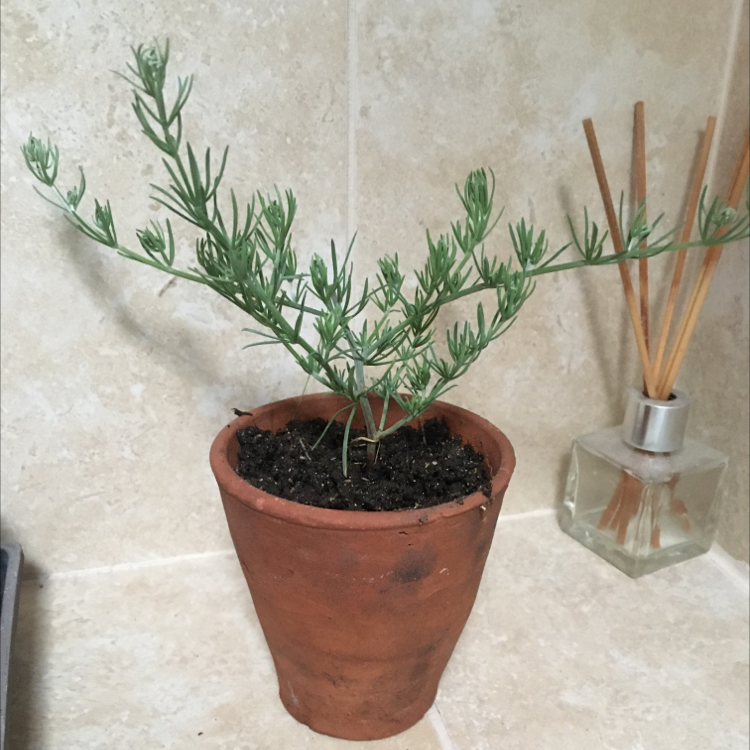 Photo of the plant species Mexican Burningbush by @Tildastreet named Darwin on Greg, the plant care app
