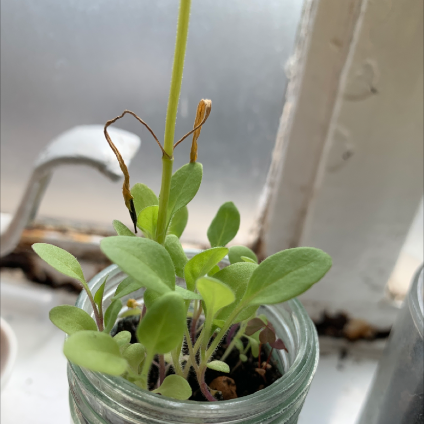 how to deadhead million bells