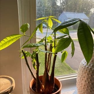Money Tree plant in Baltimore, Maryland