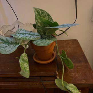 Satin Pothos plant in Baltimore, Maryland