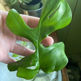 Mini Monstera plant in Baltimore, Maryland