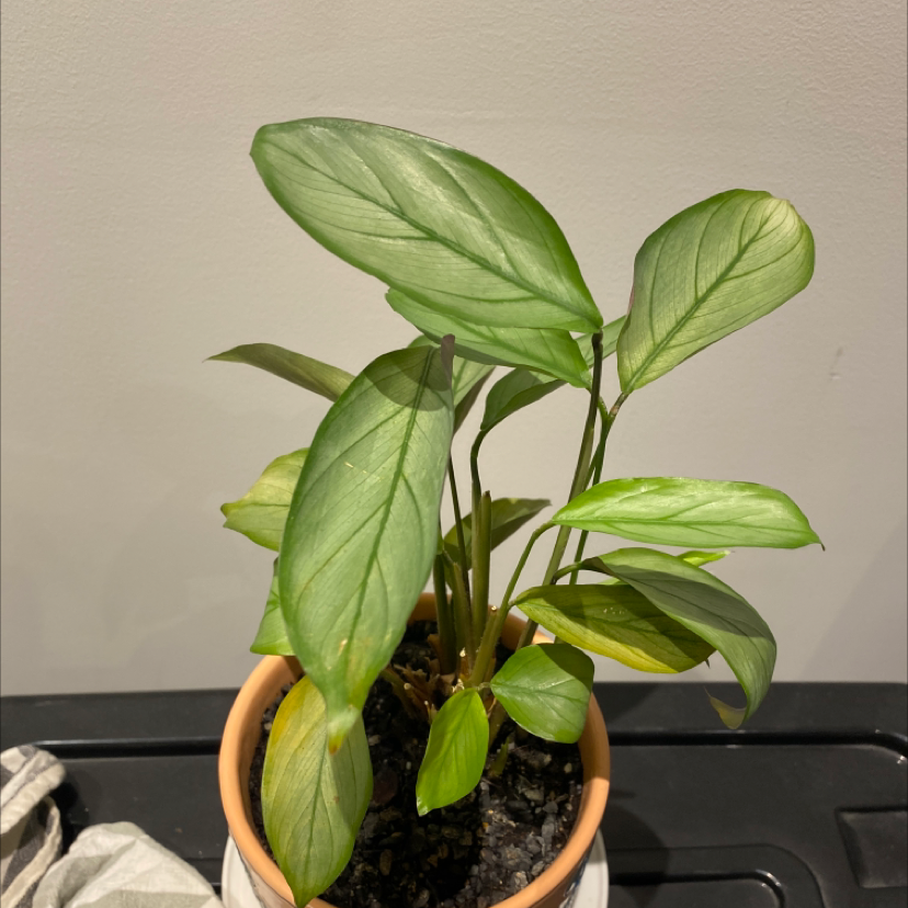 Potted Never Never Ctenanthe plant with green leaves, slight yellowing visible.