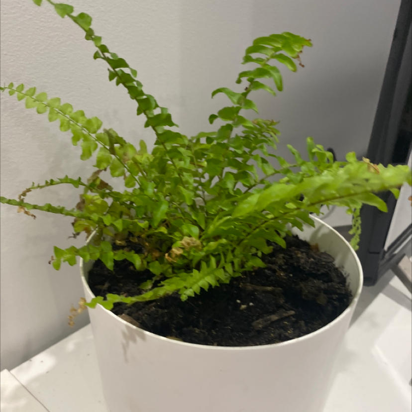 Boston Fern plant photo by Natasha named Mochi on Greg, the plant care app.