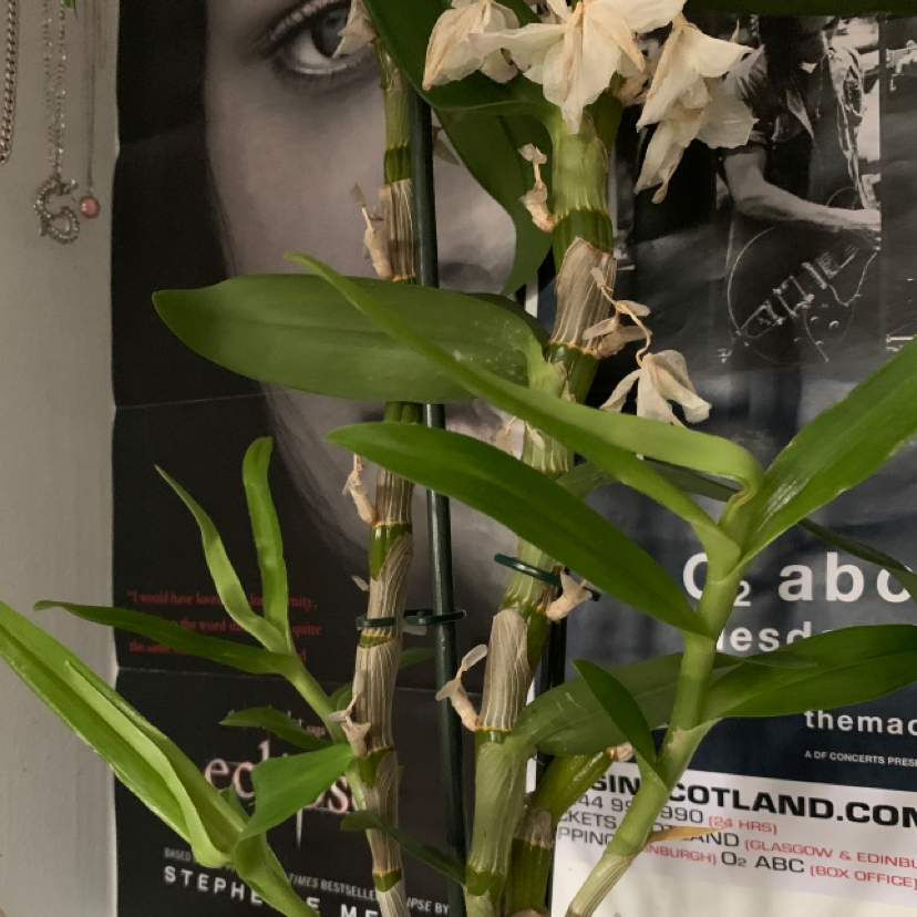 Noble Dendrobium plant with green leaves and dried flowers, supported by stakes, indoors.