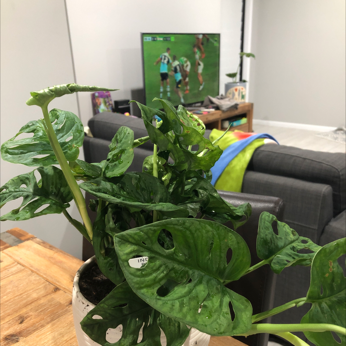 Swiss Cheese Vine plant photo by Emma named Swiss-Cheese on Greg, the plant care app.