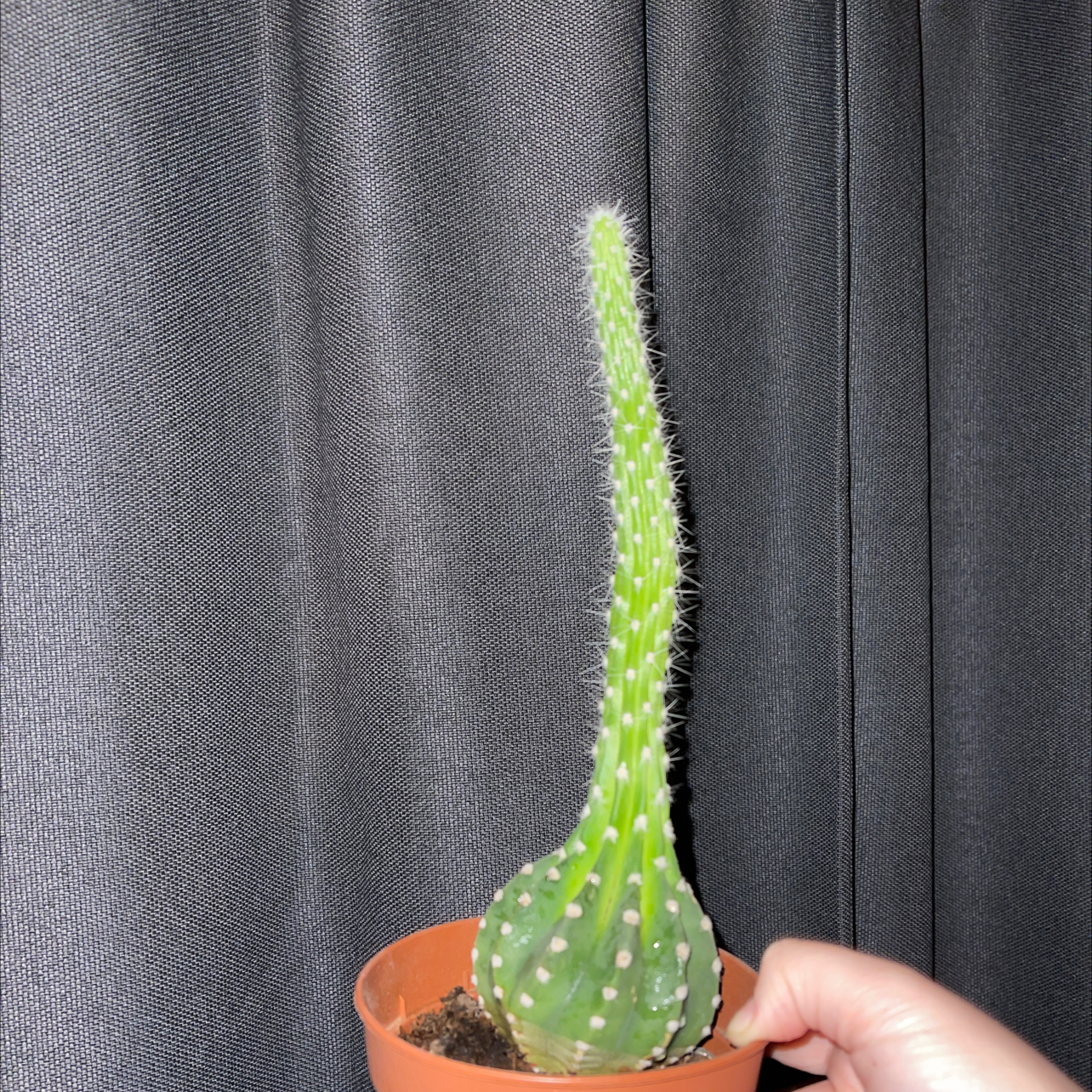 Potted Easter Lily Cactus with a tall, slender stem and white spines, held by a hand.