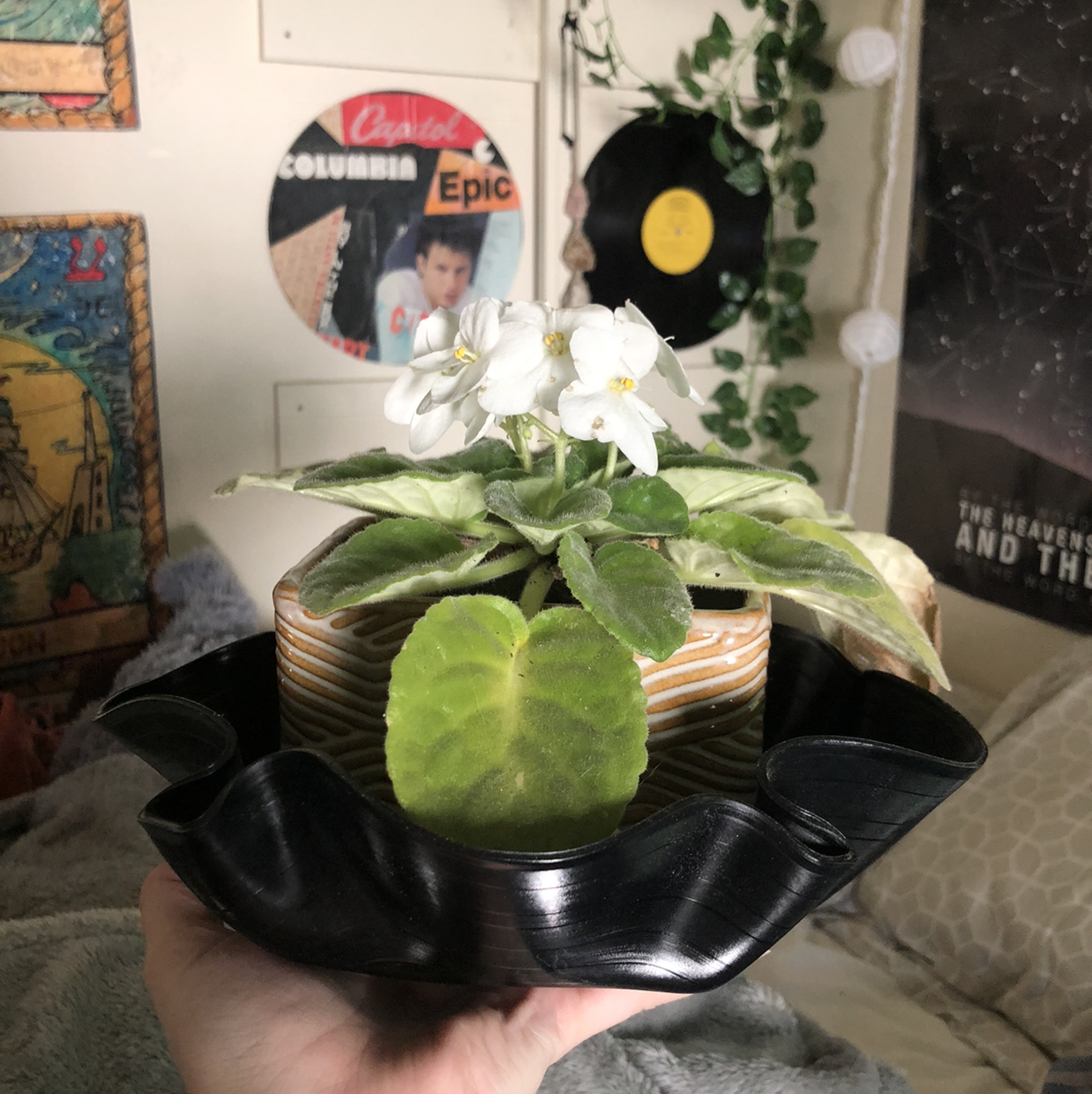 African Violet plant photo by @ellatryon named Faye on Greg, the plant care app.