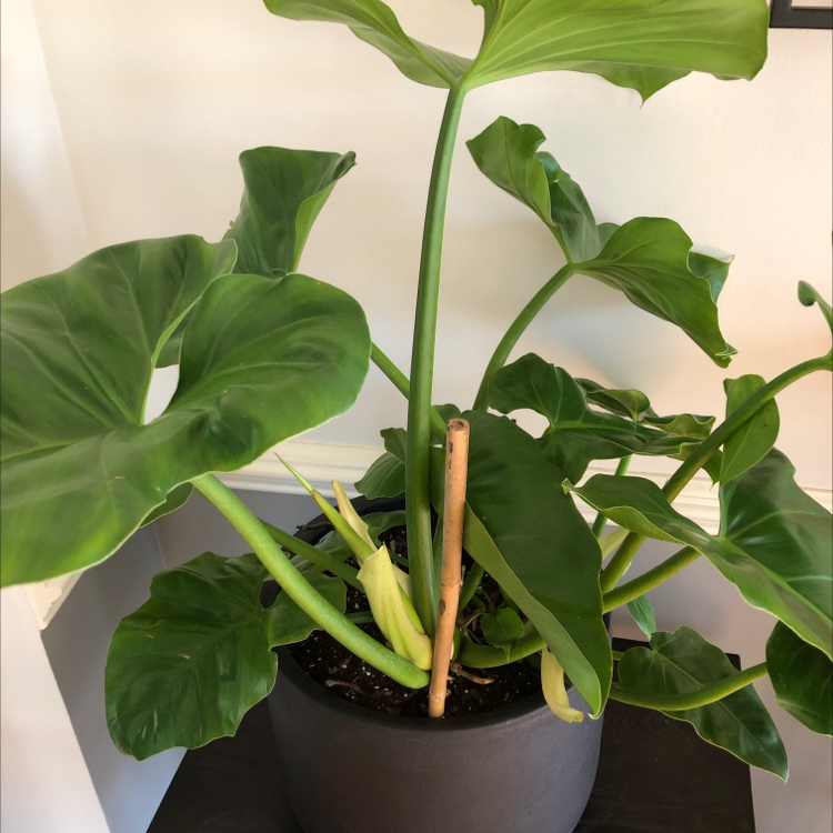 Close-up of a healthy Chinese Taro plant with vibrant green leaves growing in a black plastic pot, with a wooden stake for support.