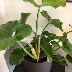 Chinese Taro plant photo by @Lilcritti named Maria Elena on Greg, the plant care app.