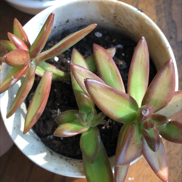 Sedum adolphi 'Sunset' plant in a small pot with visible soil and slight browning on leaf tips.