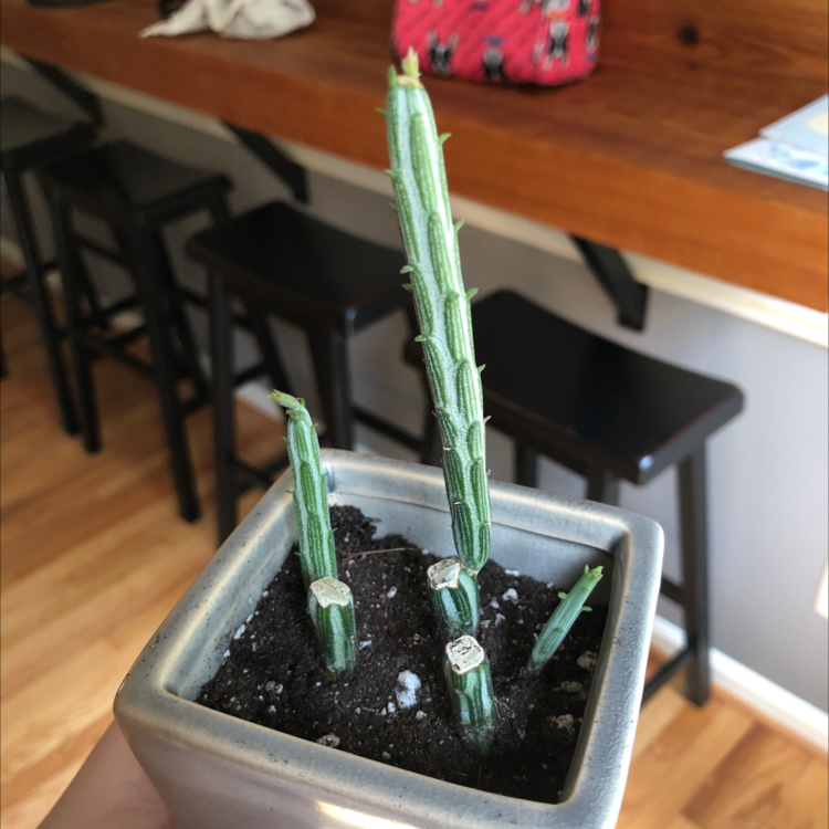 Photo of the plant species Pickle plant by @Lilcritti named Greg on Greg, the plant care app