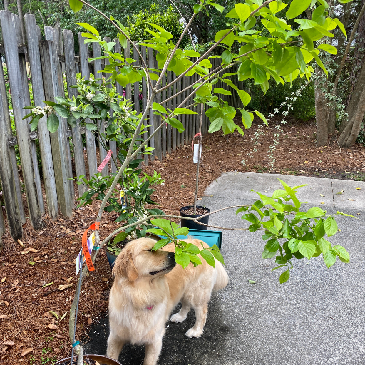 Japanese Persimmon plant with green leaves in a pot outdoors, with a dog interacting with the plant.