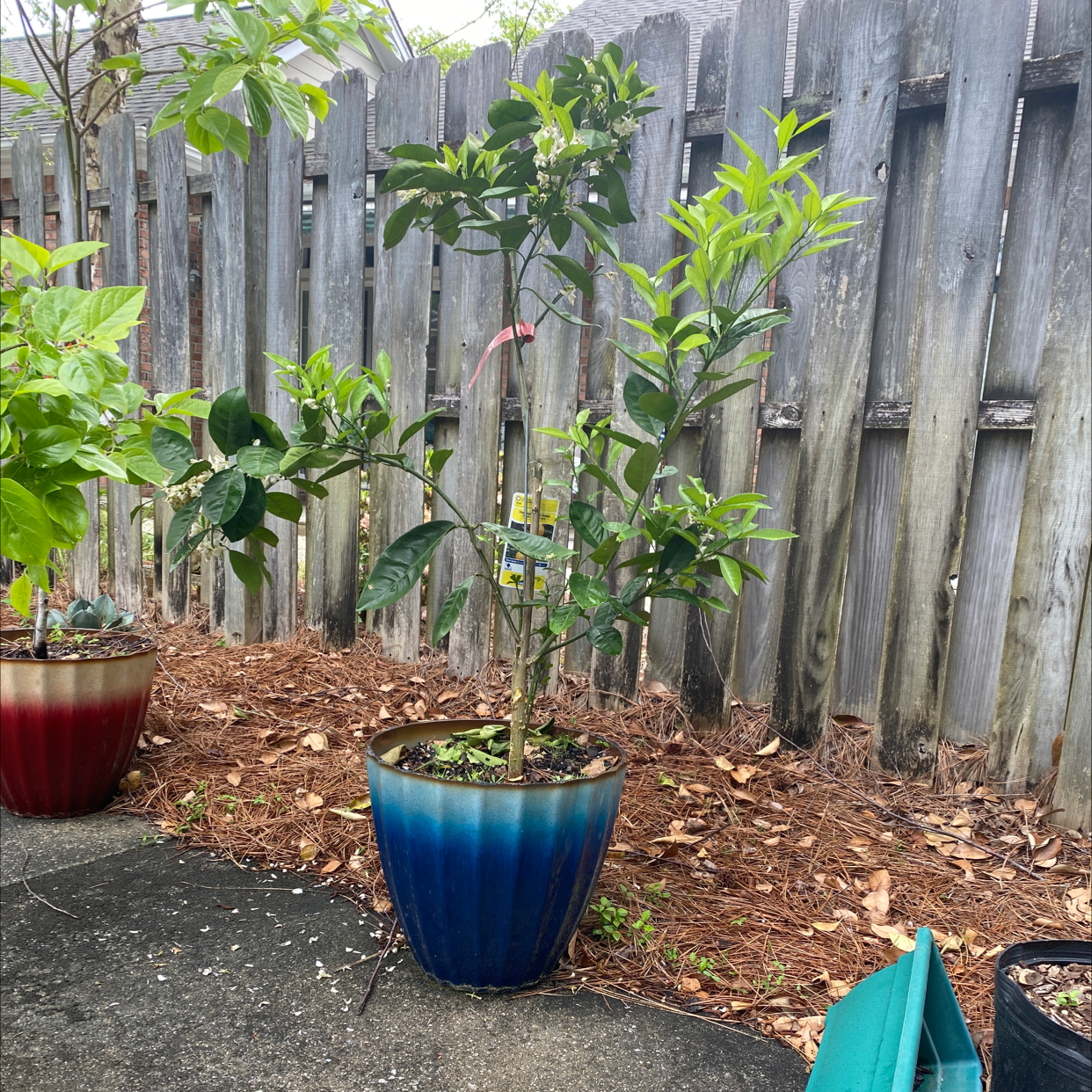 Potted orange tree outdoors near a wooden fence, appears healthy with green leaves.