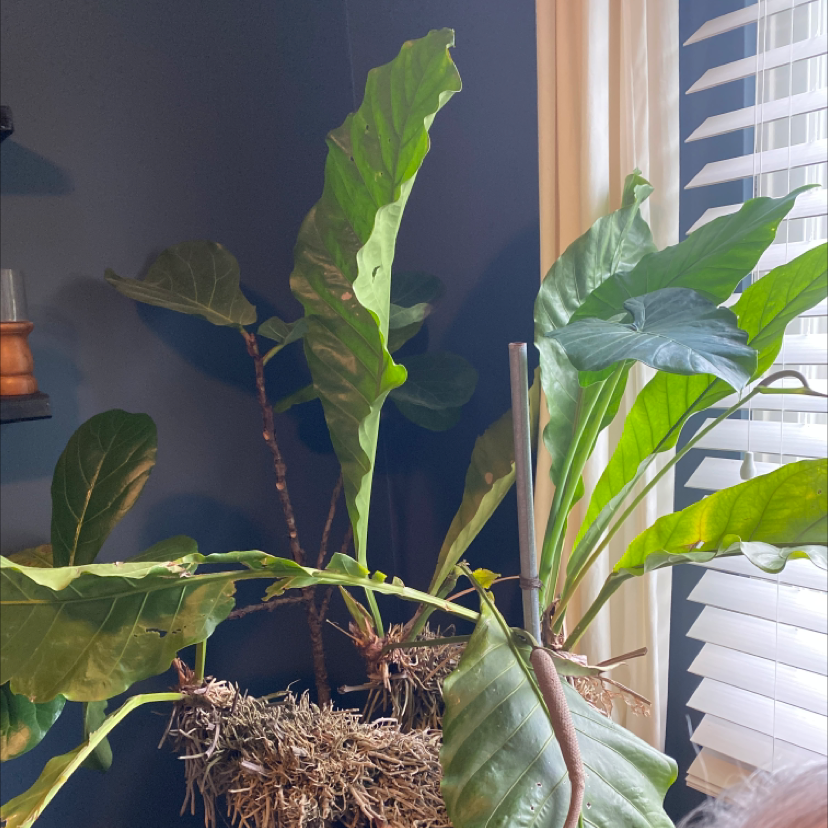 Arrowleaf Elephant Ear plant with large, arrow-shaped leaves indoors near a window.