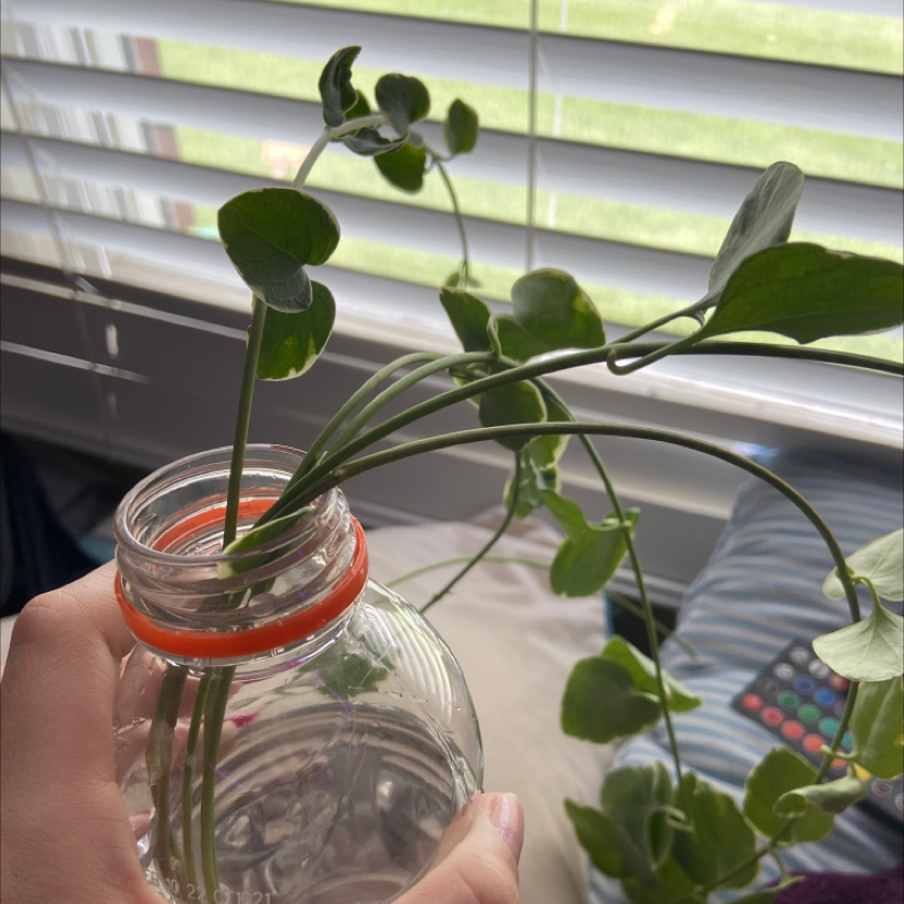 Healthy Greater Periwinkle plant with dark green leaves in clear glass jar filled with water, held up in front of window blinds.