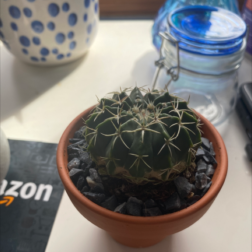 Devil's Pincushion cactus in a terracotta pot with rocky soil, appears healthy.
