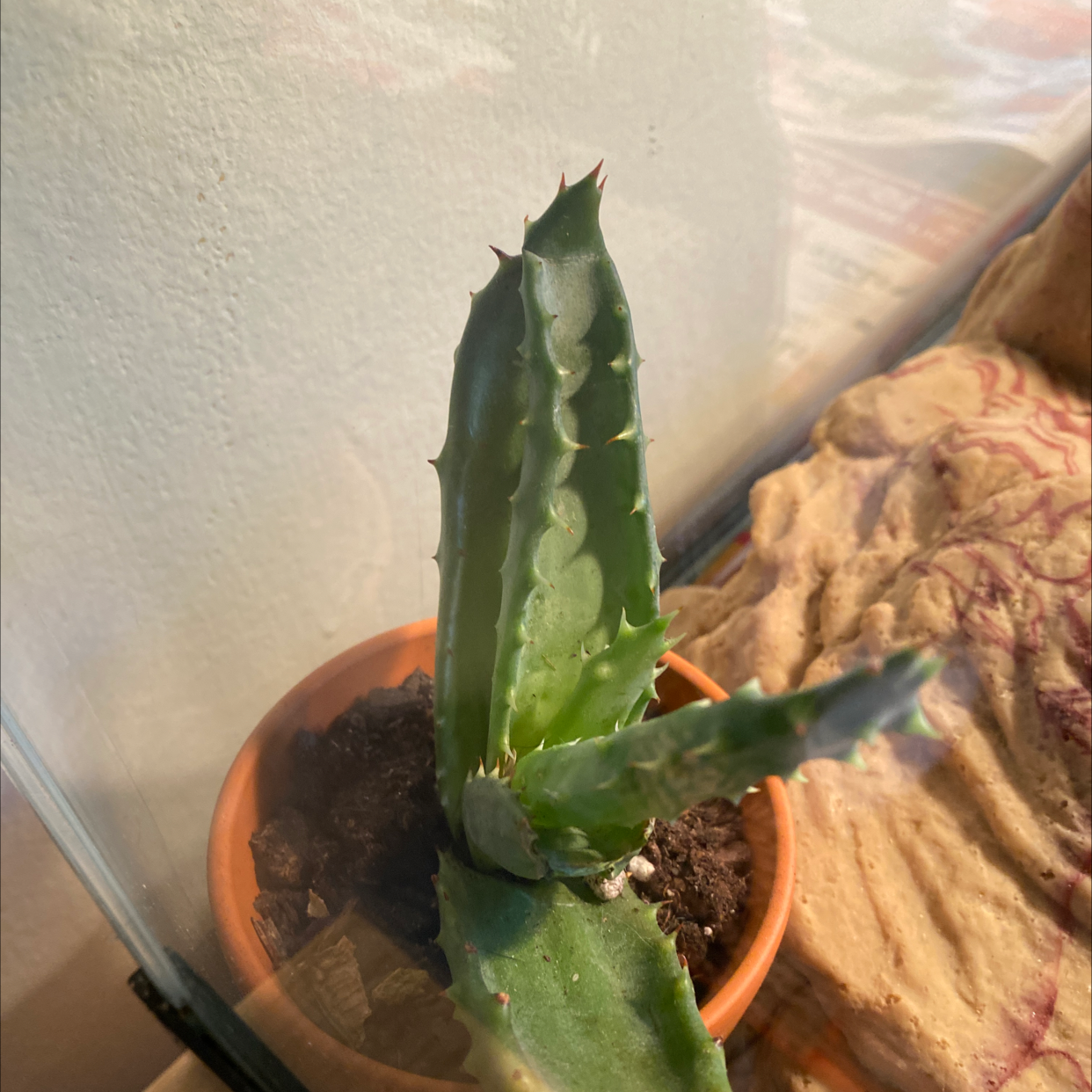 Cape Aloe plant in a small pot with visible soil, well-framed and healthy.