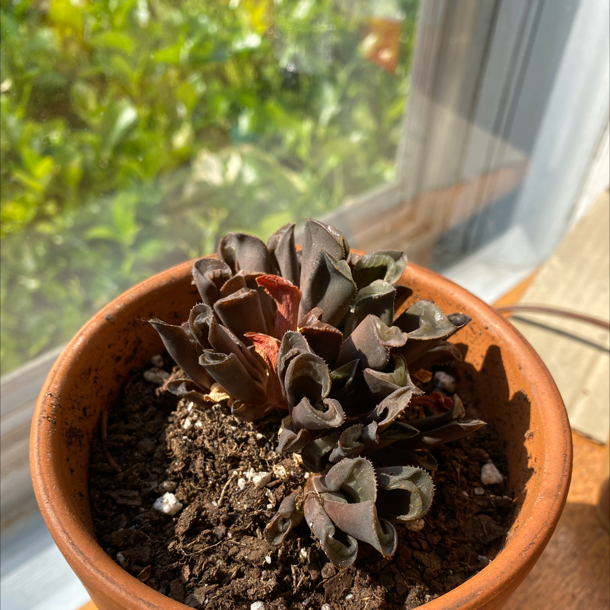 Potted Hottentot Bread plant with dark, fleshy leaves near a window.