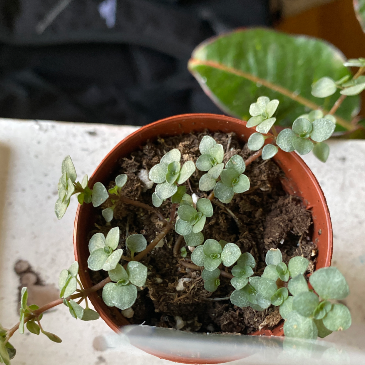 Pilea 'Aquamarine' plant in a small pot with healthy green leaves and visible soil.