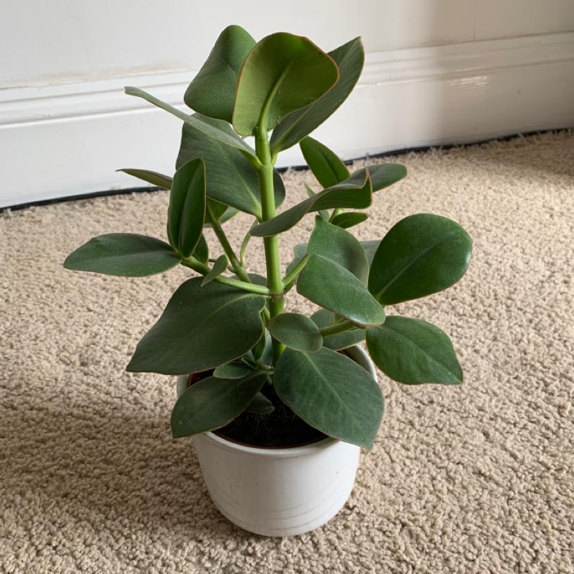 Photo of the plant species Natal Plum by @tomroscoe named Taylor Swift on Greg, the plant care app
