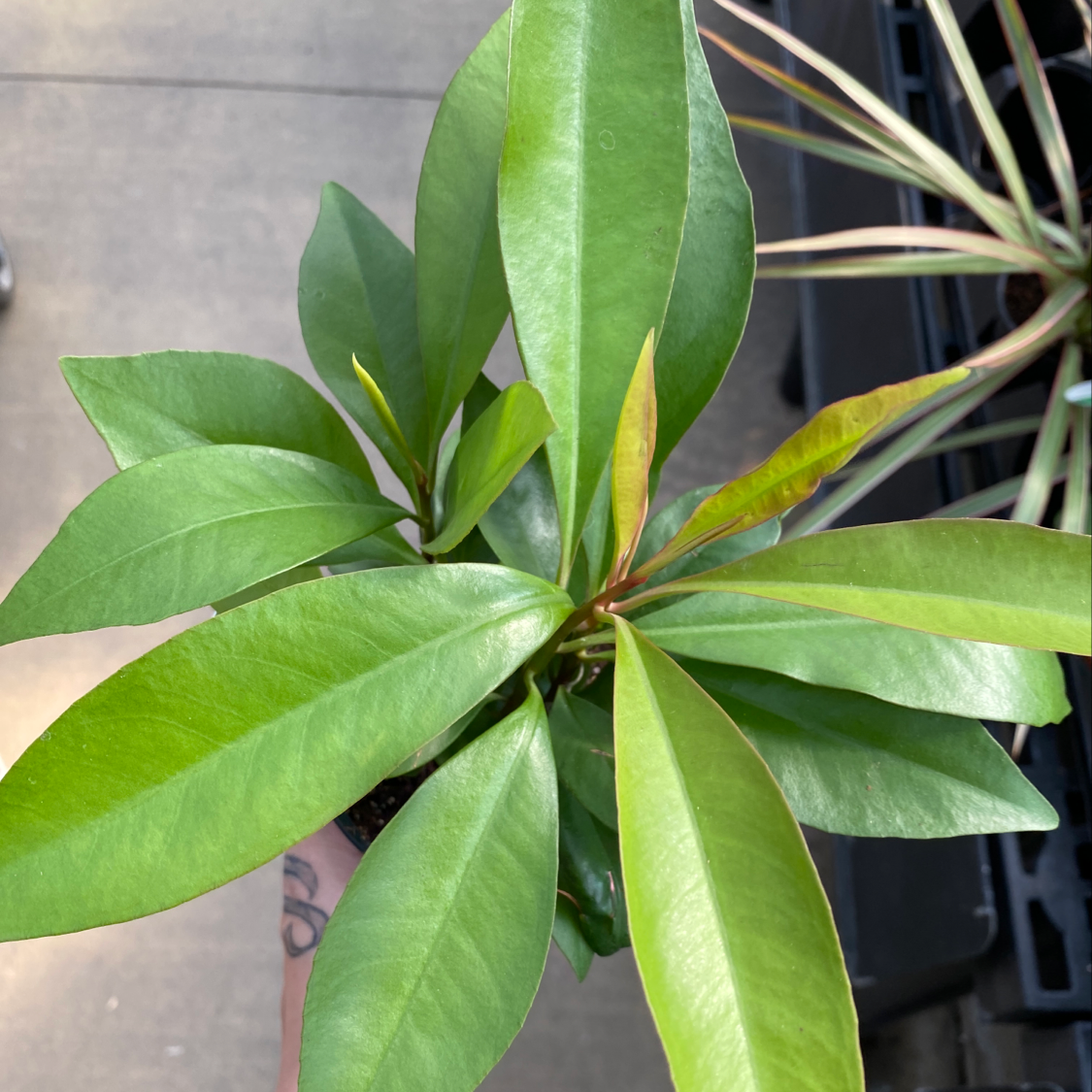 Photo of the plant species Shoebutton by Alicia named Your plant on Greg, the plant care app