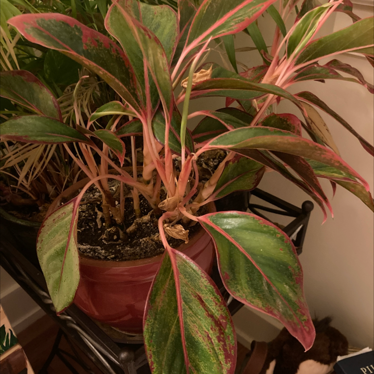 Triostar Stromanthe plant with variegated leaves, some yellowing and browning, potted with visible soil.