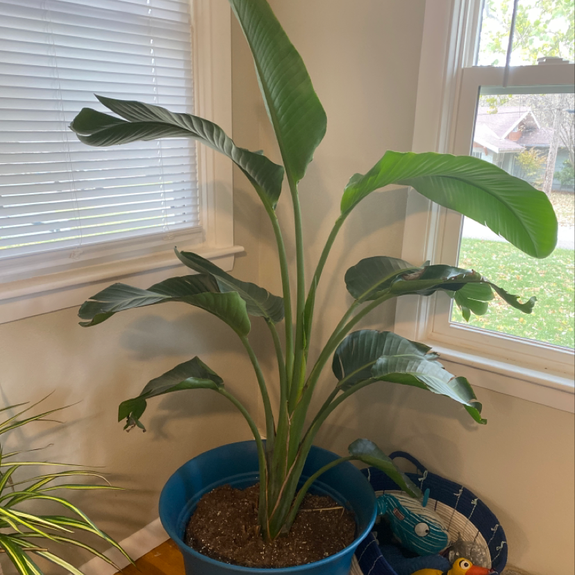A healthy White Bird of Paradise plant with glossy green leaves in a blue pot, thriving indoors near a window.