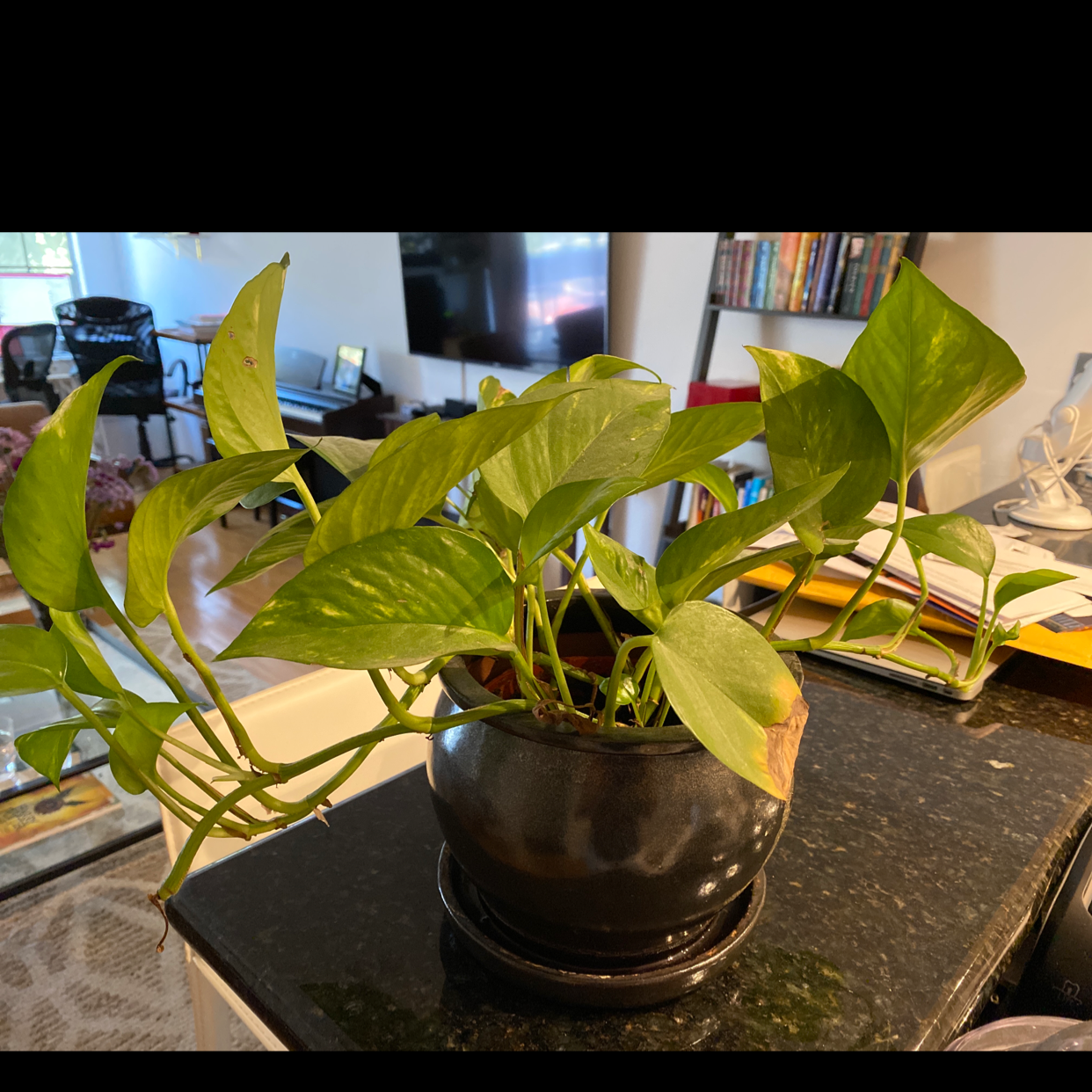 Healthy, mature pothos plant with long trailing vines and glossy green and yellow variegated heart-shaped leaves in a small brown ceramic pot.
