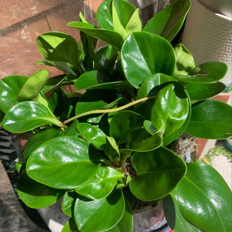 Healthy Baby Rubber Plant with thick, glossy dark green leaves and light green veining, growing full and bushy.
