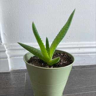 Aloe vera plant in Los Angeles, California