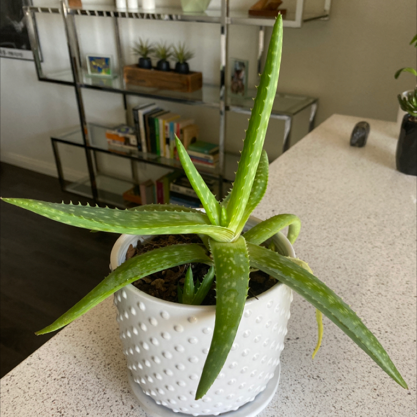 Candelabra Aloe plant in a white pot on a countertop with a bookshelf in the background.