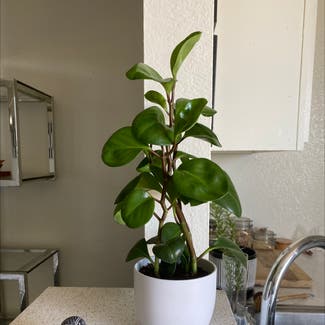 Baby Rubber Plant plant in Los Angeles, California