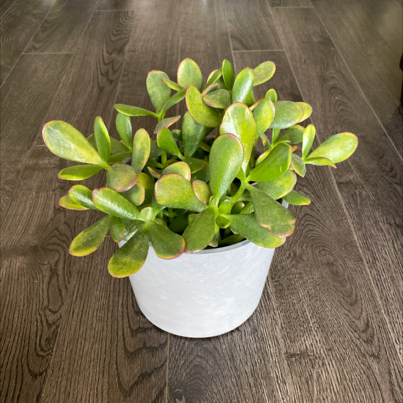 Healthy Jade plant (Crassula ovata) in a white pot with vibrant green leaves and slight red edges.