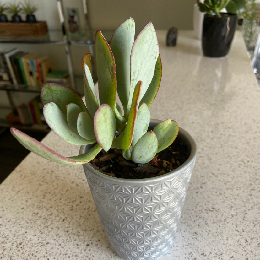 Silver Dollar Plant in a decorative pot on a countertop, appears healthy.