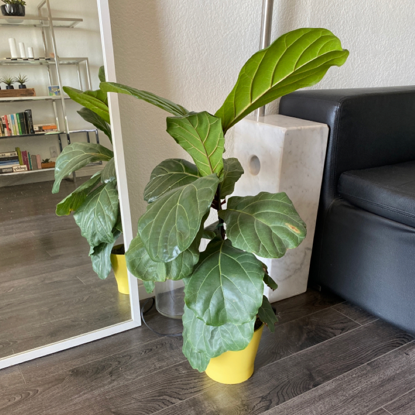 Fiddle Leaf Fig plant in a yellow pot indoors, appears healthy with large green leaves.