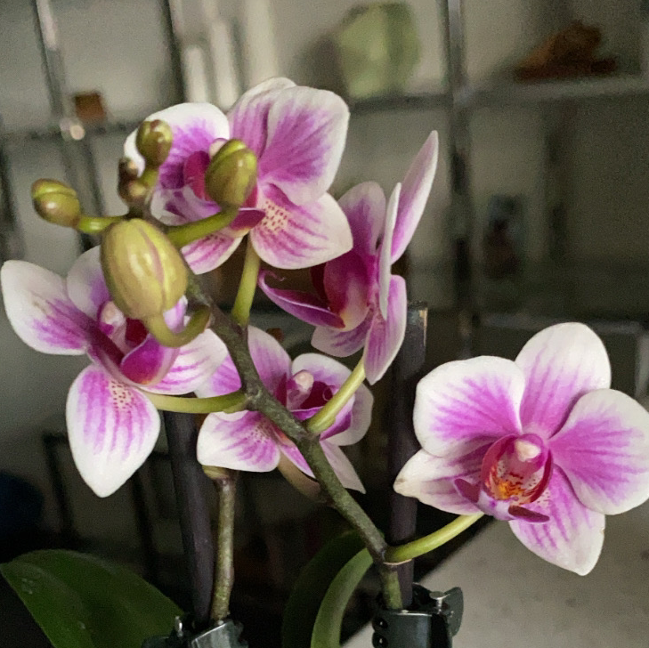 Phalaenopsis Orchid with vibrant pink and white flowers in bloom.