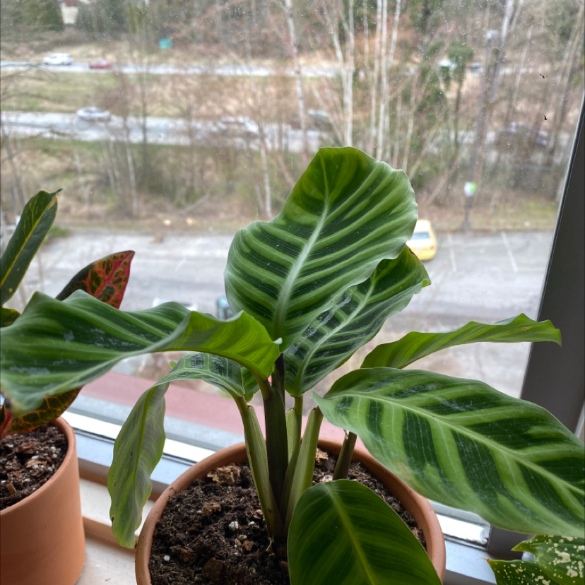 Healthy calathea roseopicta potted plant with vibrant green patterned leaves on a windowsill with natural lighting.