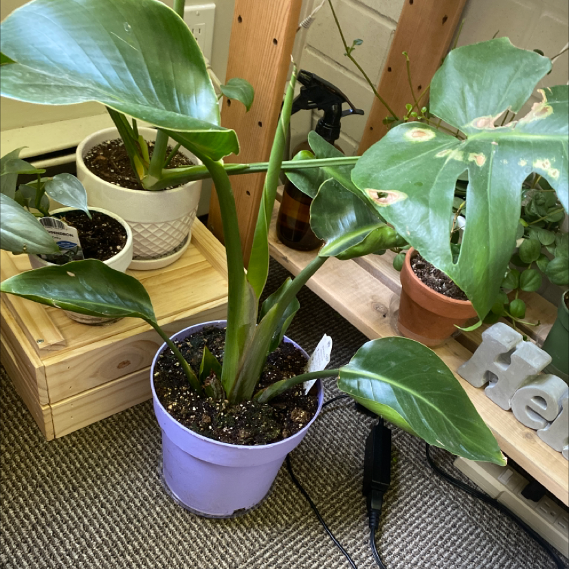 Healthy Blushing Philodendron houseplant with glossy variegated leaves in a purple pot, surrounded by other smaller plants.
