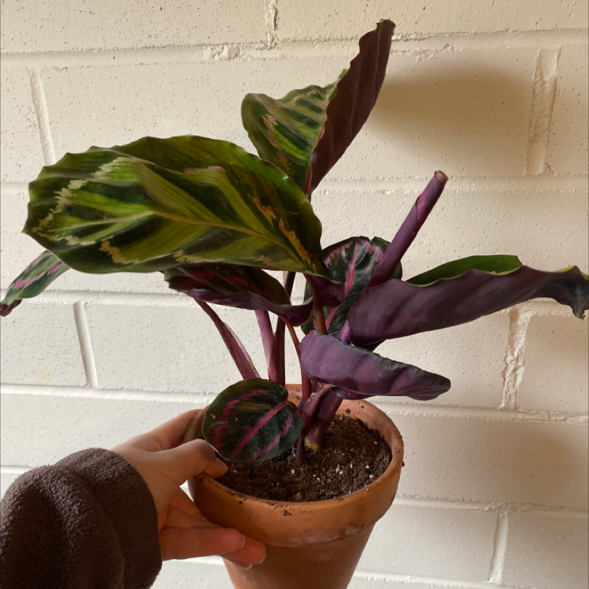 Hands holding a healthy potted Rose Calathea plant with vibrant green and purple striped leaves against a white brick background.