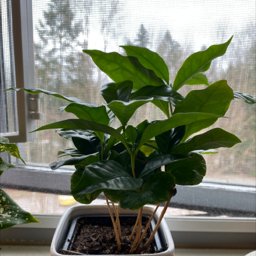 A thriving Arabian coffee plant with glossy green leaves growing in a clear plastic container on a sunlit windowsill.