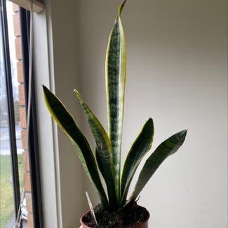 Snake Plant plant in Langley, British Columbia