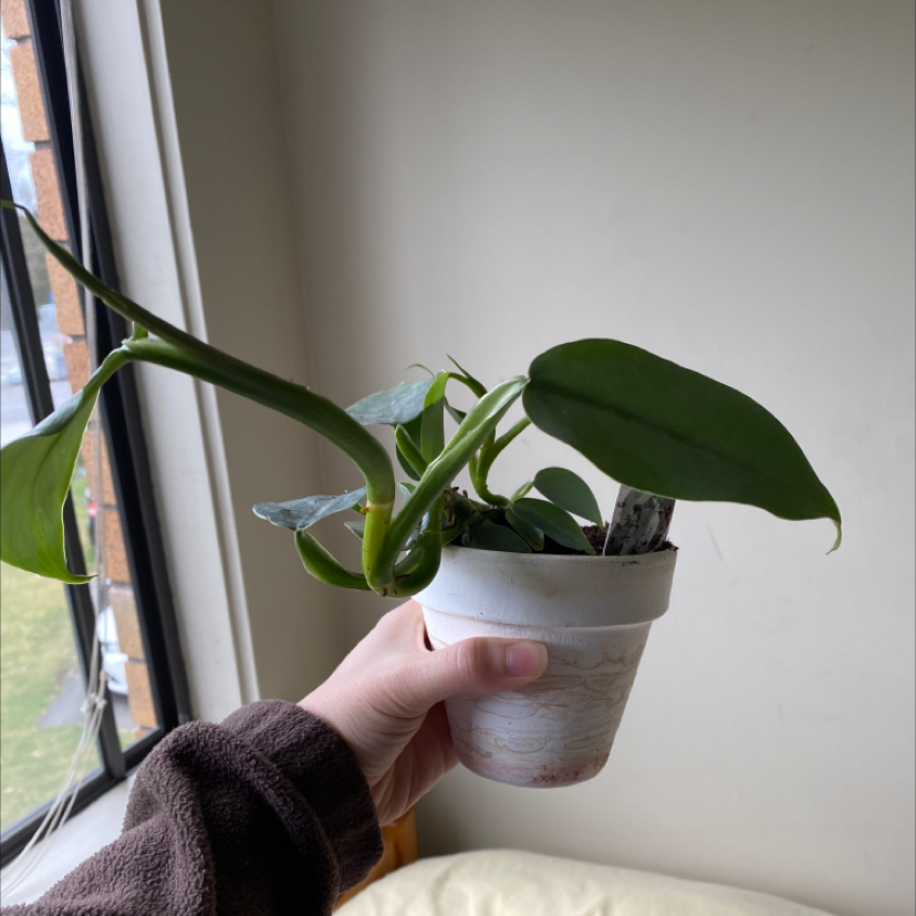 A healthy Silver Leaf Philodendron plant in a white pot, held near a window.