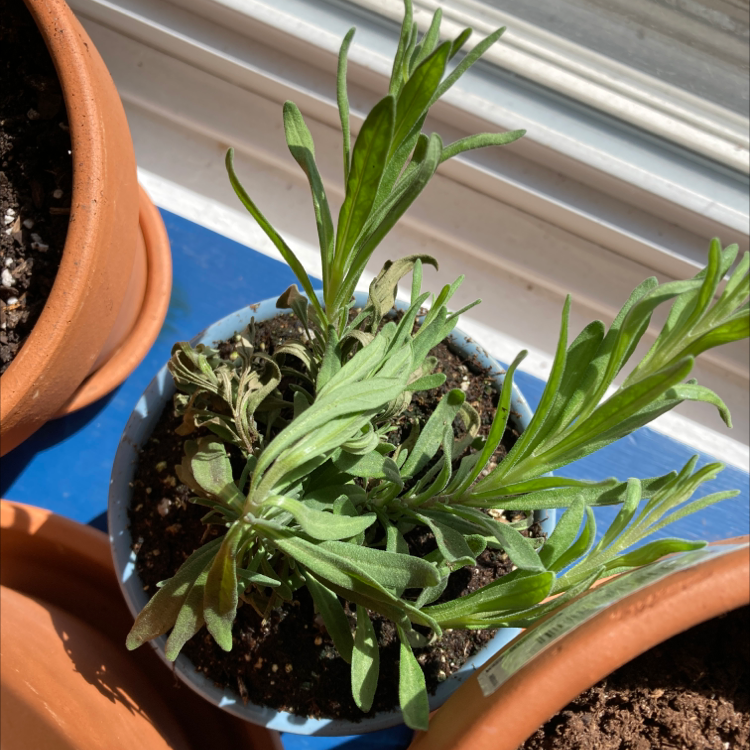 Potted Lavender plant near a window with some browning leaves in the center.