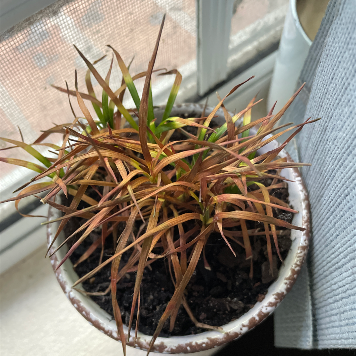 Potted Mondo grass plant with significant browning of the leaves, placed near a window.