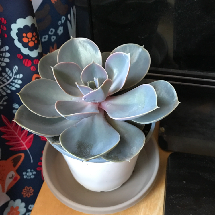 Echeveria 'Perle von Nurnberg' succulent in a white pot, healthy and well-maintained.