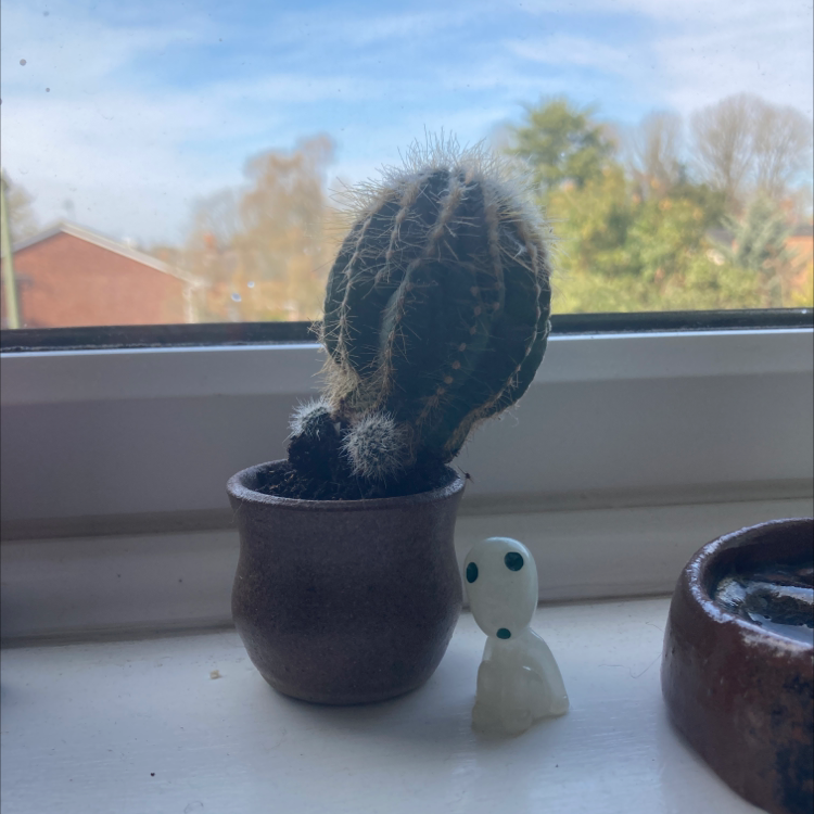 Young Saguaro cactus in a pot on a windowsill with an outdoor view.