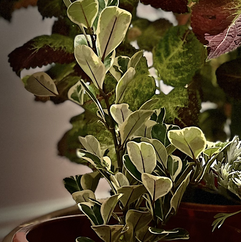 Ficus triangularis 'Variegata' with variegated leaves in a pot, partially visible soil.