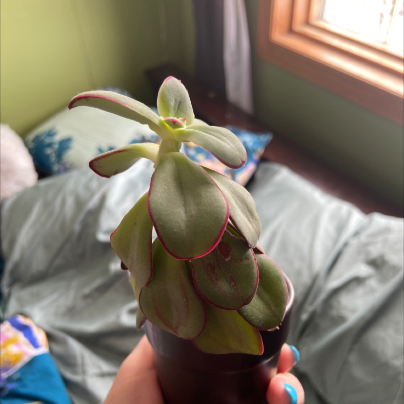 Painted Echeveria plant held by a hand, with green leaves and red edges.