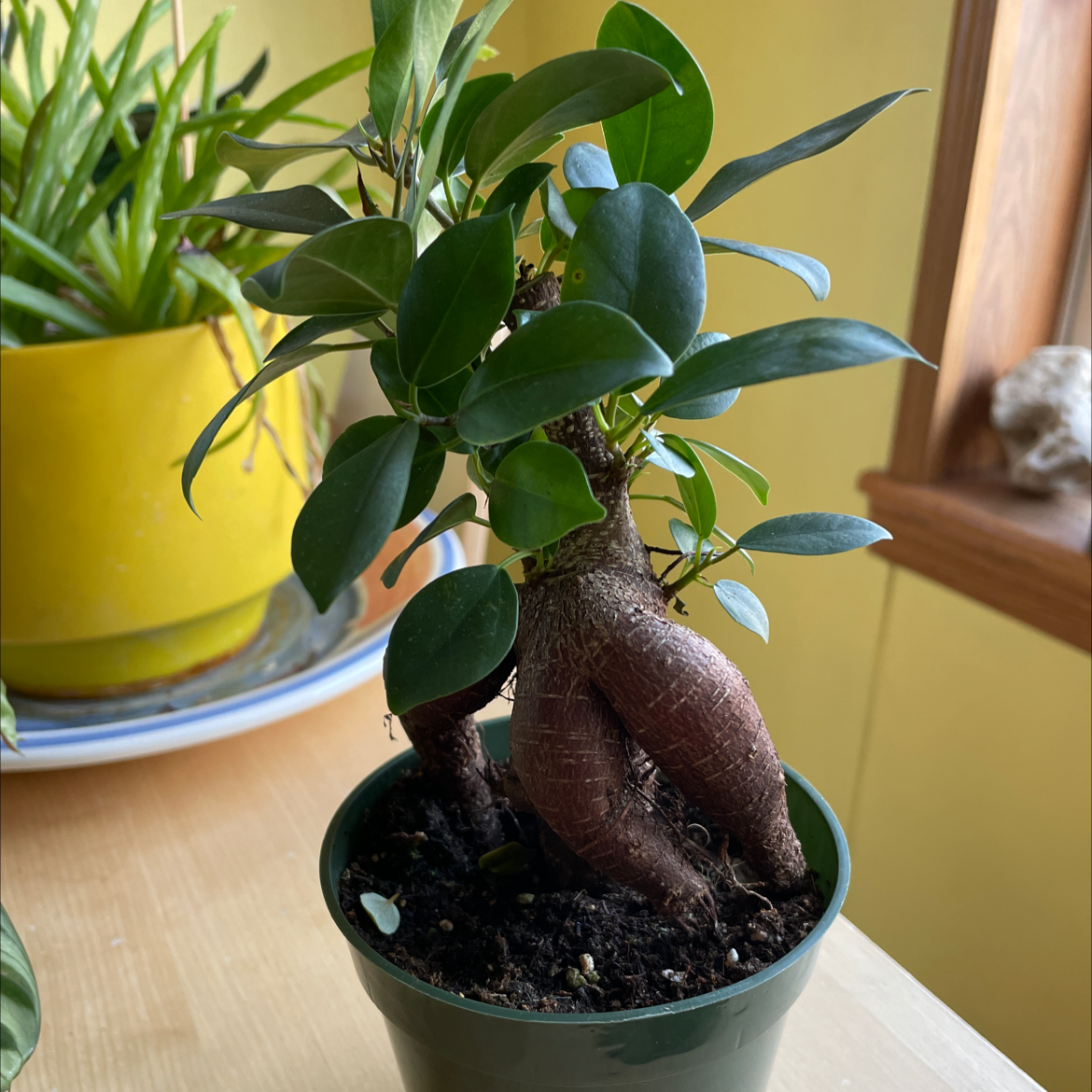 Healthy Ficus Ginseng bonsai with thick gnarled trunk and glossy green leaves in round green pot with dark soil.